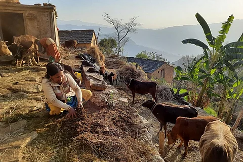 उत्तराखंड में पशुओं के चारे का इंतजाम करने के लिए महिलाओं को जंगलों में जाना पड़ता है। फोटो: वर्षा सिंह