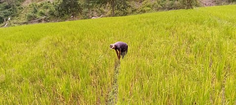 Nagaland paddy farmers worry over drought-like conditions
