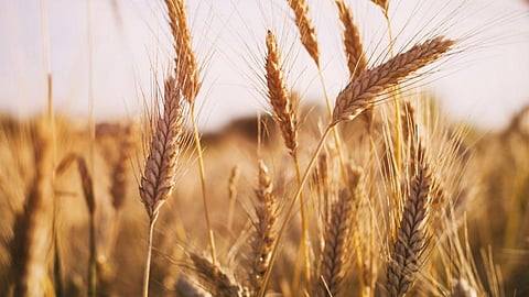 Wheat could expand to higher latitudes if warming trends continue: Study