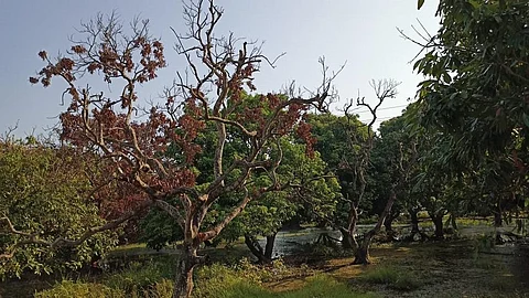 बिहार के मेहसी में स्टिंक बग का शिकार लीची का पेड़। फोटो: शशि शेखर