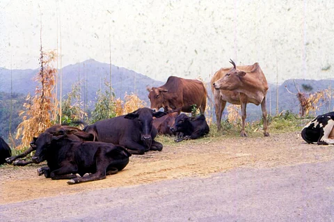 कॉप-26: मवेशियों से मीथेन उत्सर्जन में कमी ला सकता है समुद्री शैवाल