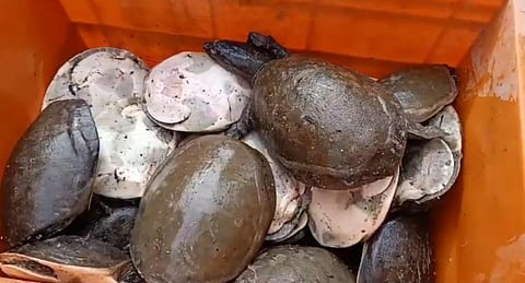 Turtle smuggling continues: Forest officials seize 40 turtles from Odisha’s Malkangiri