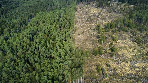 At least 420 million hectares forest lost since 1990: Survey