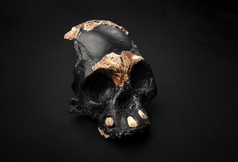 I was part of the team that found the Homo naledi child’s skull: How we did it