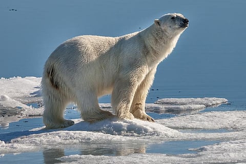 Arctic