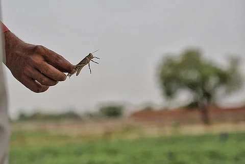Climate change & locust infestations: FAO seeks adaptation plans at CoP26 event
