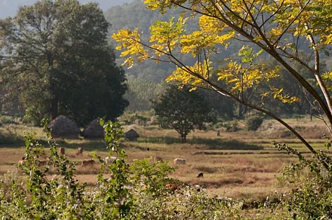 CoP26 report card: Forests need implementation, not declarations alone