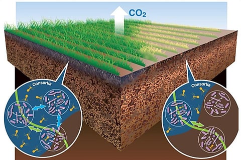 फोटो : विकिमीडिया कॉमन्स