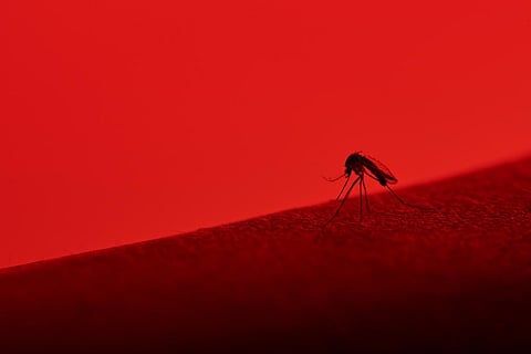 Worried about Zika virus outbreak? That’s one more reason to be afraid of climate change