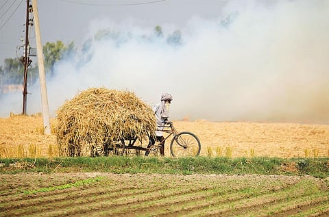 The government has launched and promoted short-duration paddy varieties over the past decade to curb
straw burning (Photograph: Vikas Choudhary)