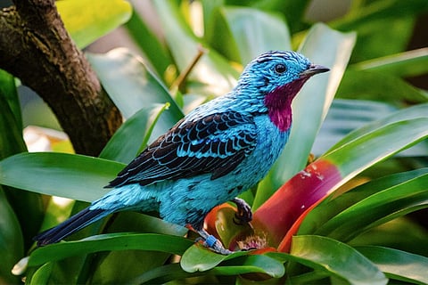 फोटो : विकिमीडिया कॉमन्स