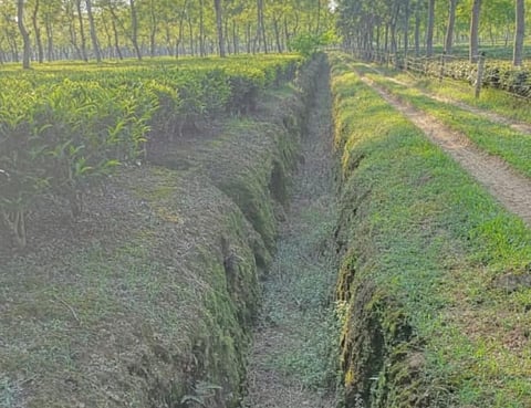 A recent picture showing an empty tea drain in Assam due to deficit rainfall. Photo: Roopak Goswami