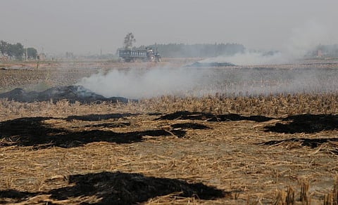 Rising ammonia levels in West Africa linked to biomass burning