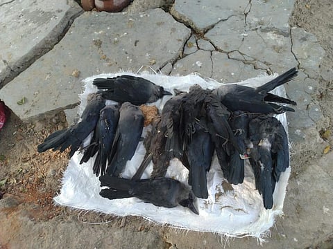 Dead crows in Sambhar. Photo: Madhav Sharma