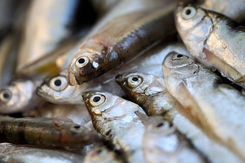 Antimicrobial Awareness Week 2021: FAO launches action plan 2021–2025