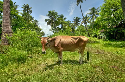 Antimicrobial Awareness Week 2021: Kerala case study shows how ethnoveterinary practices can curb AMR in livestock