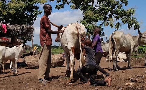 A Fulani family with their cattle in Nigeria. Photo: istock