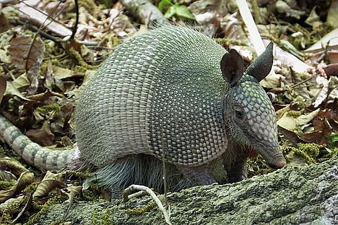 फोटो : विकिमीडिया कॉमन्स