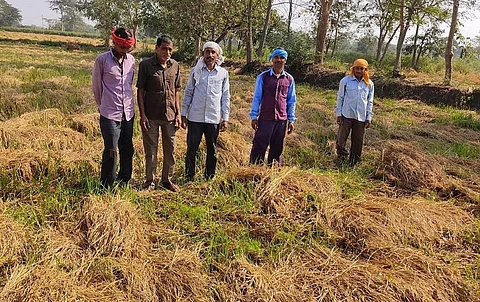 छत्तीसगढ़ के धमंतरी जिले में नवंबर के अंतिम सप्ताह में हुई भारी बारिश के कारण धान की फसल खराब हो गई। फोटो: अवधेश मलिक