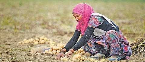 Historic win for farmer seed rights: PepsiCo’s IPR on potato variety revoked