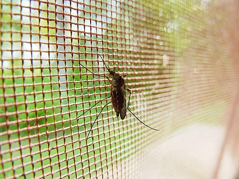 Global malaria response suffered due to COVID-19: World Malaria Report 2021
