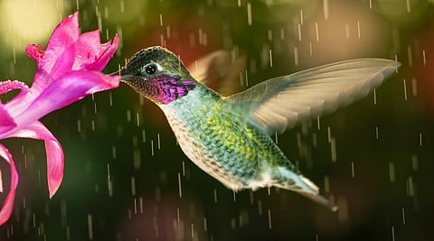 Are you interested in the weather and its impact on nature? Here’s a career for you