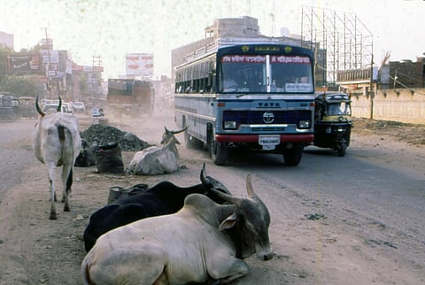 मवेशियों की बढ़ती समस्या पर उच्च न्यायालय ने गुजरात सरकार को लगाई फटकार