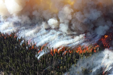 फोटो : विकिमीडिया कॉमन्स