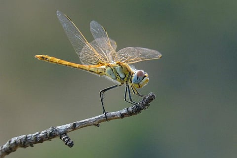 विलुप्ति की कगार पर हैं ड्रैगनफ्लाई और डैमसेलफ्लाई की 16 फीसदी प्रजातियां, जानिए क्या है वजह