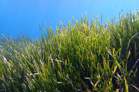 फोटो : विकिमीडिया कॉमन्स