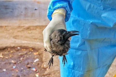 संसद में आज: केरल में बर्ड फ्लू की वजह से 9,750 पक्षियों की मौत हुई