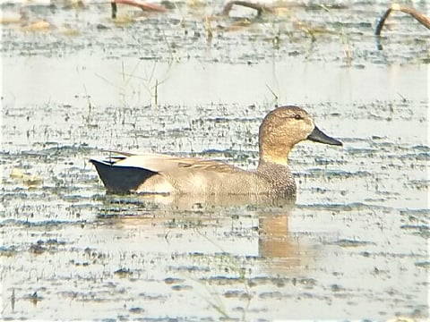 Odisha bird poaching: 2 arrested with carcass of migratory birds in Chilika