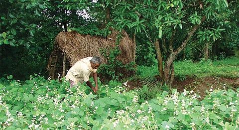 India’s natural farming push: Obvious measures ignored, points out Standing Committee