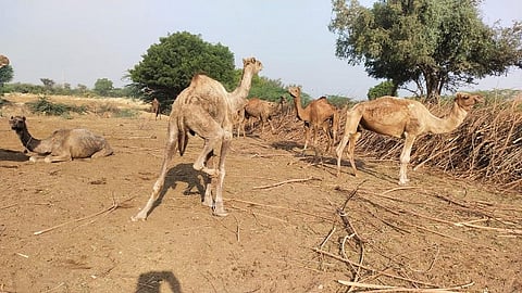 राजस्थान के सिरोही स्थित रेसेक्यू सेंटर में रखे गए ऊंट। फोटो: माधव शर्मा