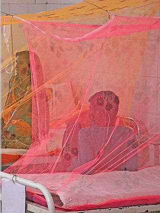 Mosquitoes in a warming world: The full cover story