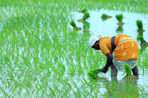 Union agriculture ministry prohibits use of TB antibiotics on crops