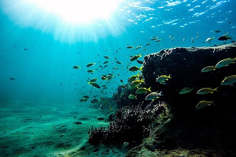 दूर-दराज के क्षेत्रों में भी इंसानों से सुरक्षित नहीं जैव विविधता, जानिए क्या है वजह