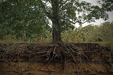 जलवायु में बदलाव से पौधों की ऊपरी और निचली सरंचना पर हो रहा है अलग-अलग असर