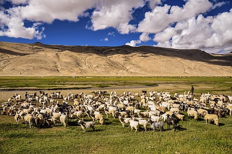 Transforming lives: The job creation potential of a just livestock transition