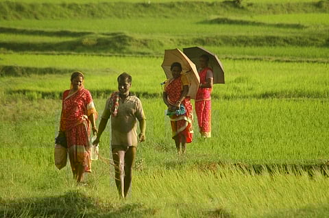 Half of global cropland expansion replaced natural vegetation and tree cover: Study