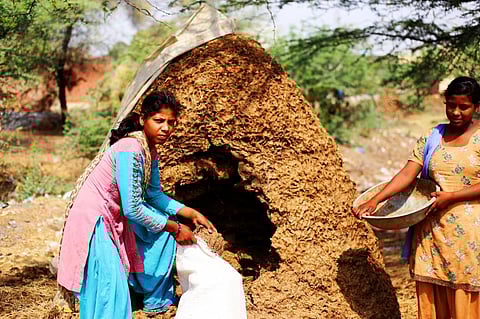 Bioenergy crops create cooling effect on cultivated areas: Study