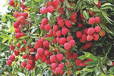 कहां हुई लीची की उत्पत्ति, वैज्ञानिकों ने जीनोम की मदद से लगाया पता