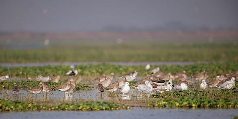 Photo: Hrusikesh Mohanty