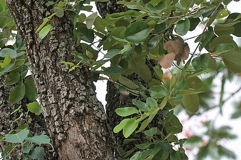 Red Sanders falls back in IUCN’s ‘endangered’ category