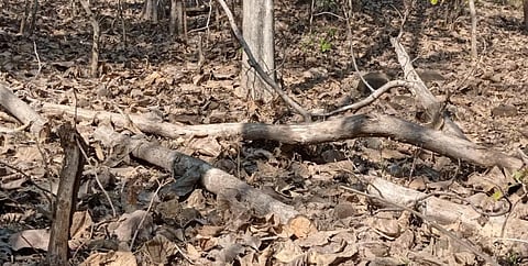 Green action: Four arrested in Bihar for cutting down dozens of trees near major hospital