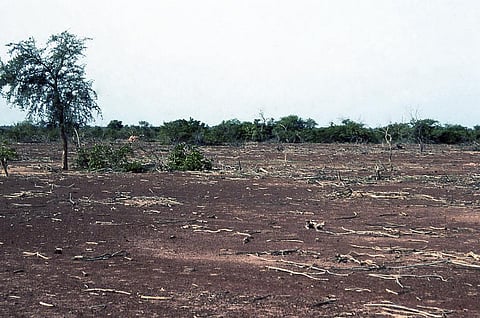 Deforestation increases frequency of thunderstorms locally in West Africa: Study