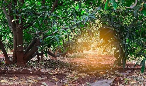 Mango has been included among the Trees Outside Forests that have contributed to an increase in India's growing stock, according to the latest Forest Survey of India report. Photo: istock