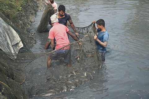 Antimicrobial resistance in aquaculture can hit exports, Centre warns states