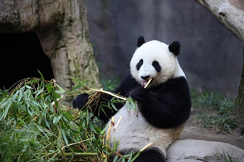 Why giant pandas stay fat despite consuming a low-fat diet