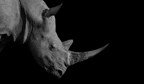 Rhino horn consumers reveal why a legal trade alone won’t save rhinos